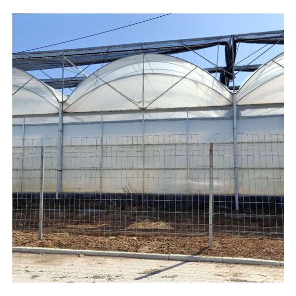 10m × 12m Heavy Duty Single Tunnel Greenhouse Plastic Tomato Greenhouse
