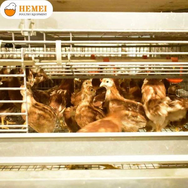 Pullet Cage Equipment