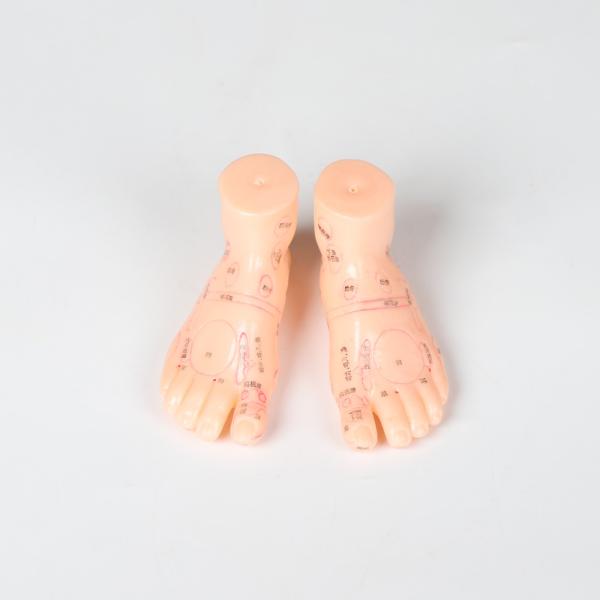Material do PVC do modelo da massagem do pé da medicina chinesa de 20CM 13/17/19 de cm