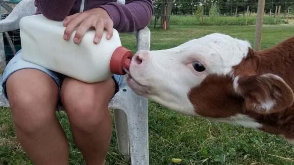 4Litre Easy To Clean White Calf Feeding Bottle With Anti Slip Grip