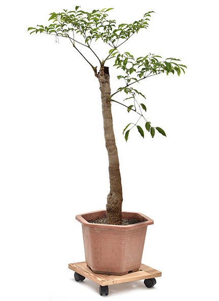 30cm Heavy Duty 12 Inch Wood Plant Caddy