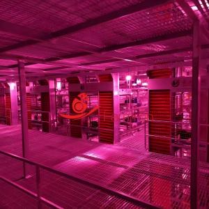 Intelligent Layer Chicken Cage System For Global Farms