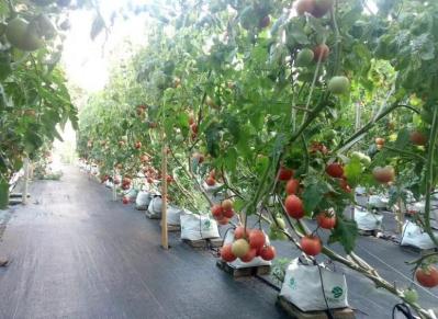 Wind Resistance Venlo Style Greenhouse For Special Frequent Weather Areas
