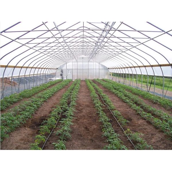 Single Span PE Film Greenhouse TUV Low Cost Poly Tunnel Greenhouse