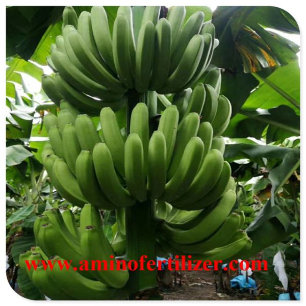 PH4-6 colhe o adubo do ácido aminado de 25% para plantas