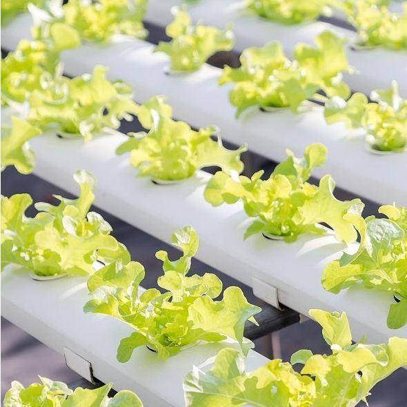 US Currency Controlled Humidity Film Greenhouse for Soilless Vegetable Production