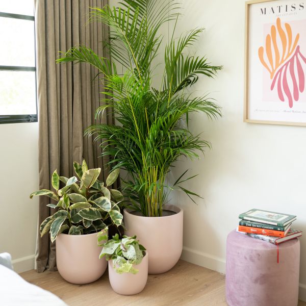 Boîtes à fleurs en fibre de verre de poids léger Boîte à plantes GRP pour décoration intérieure extérieure