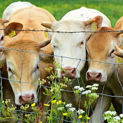 1.2m 1.5m 1.8m Width Farm Livestock Field Fence Wire Corrosion Resistance