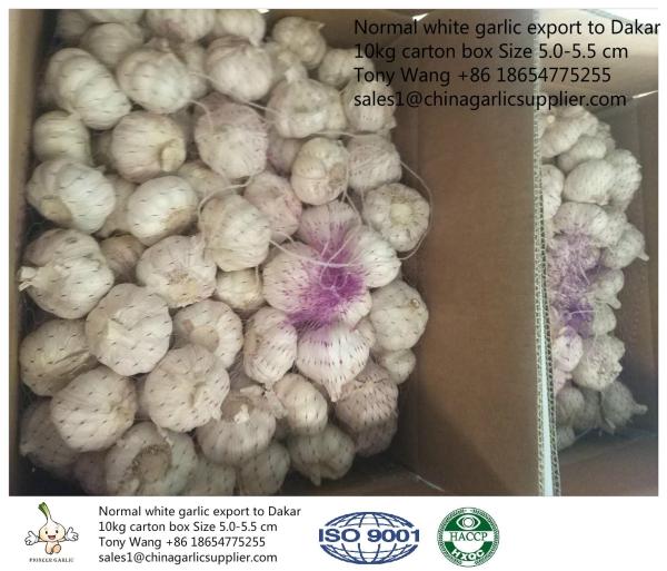 Garlic to Senegal, normal white garlic with 10kg carton box. one container can load 27.5 tons.