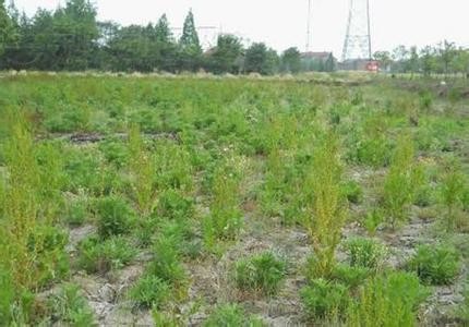 herbicide Glyphosate 480 g/L SL/Yellow Liquid/South Africa CAS NO.1071-83-6