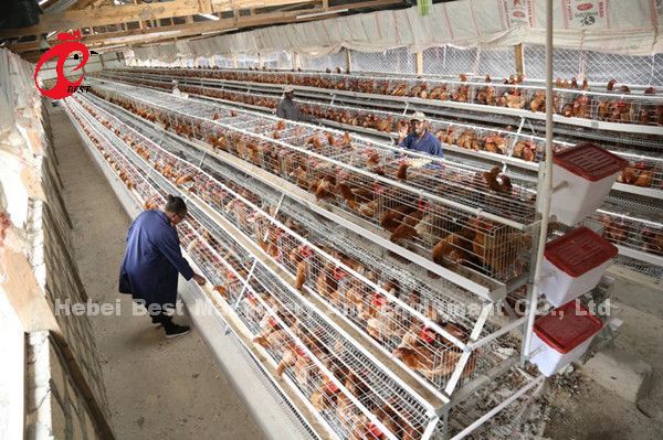 Наиболее популярный тип куриный слой батарейная клетка для продажи в Уганде 20000 птиц Звезда