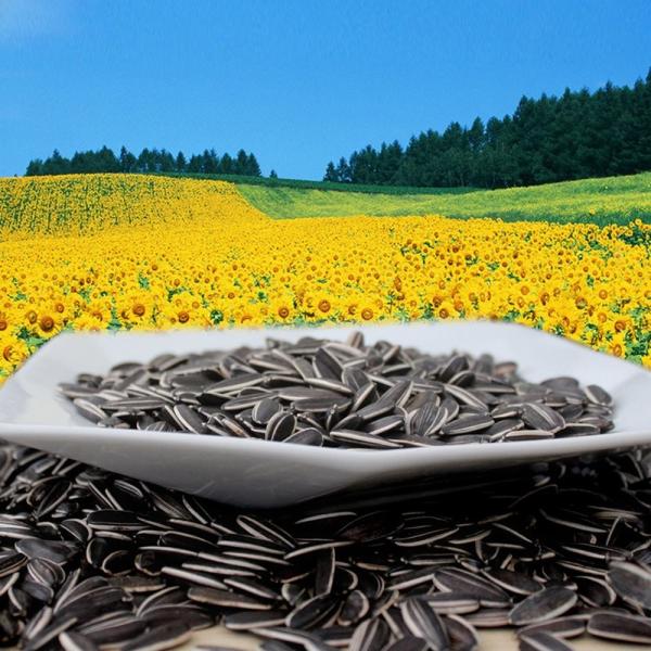 Hot sale 361/363/5009 ect. organic sunflower seeds with cheap price in 2023 from factories in China