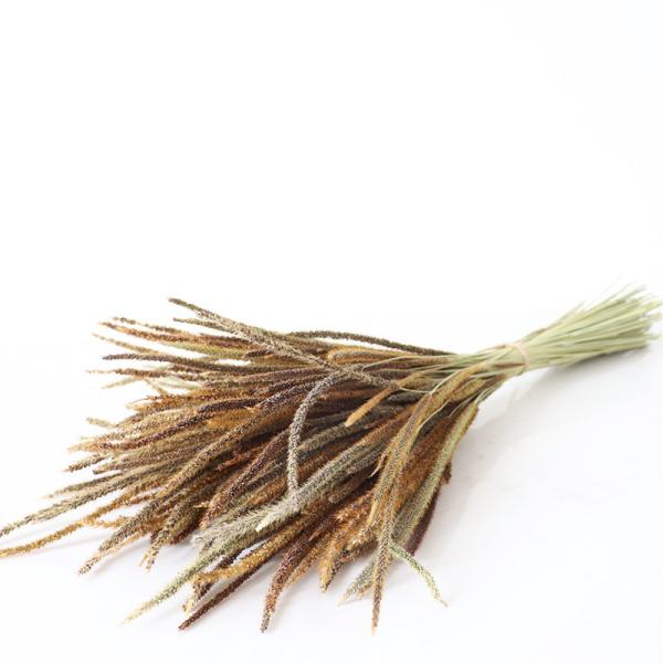 Real Natural 5cm Dia Indoor Air Dried Solidago Canadensis Bouquet