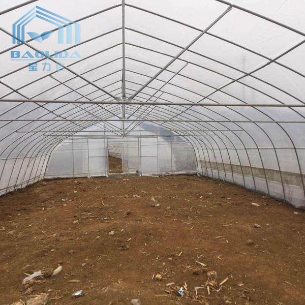 Single-span PE Covered Tunnel Plastic Greenhouse For Strawberry Grape Raspberry