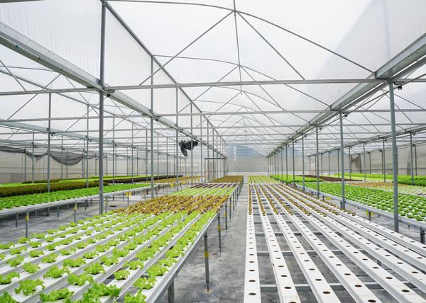 Ventilation Windproof Greenhouse With Pvc Cover Commercial Polycarbonate Greenhouse Kits