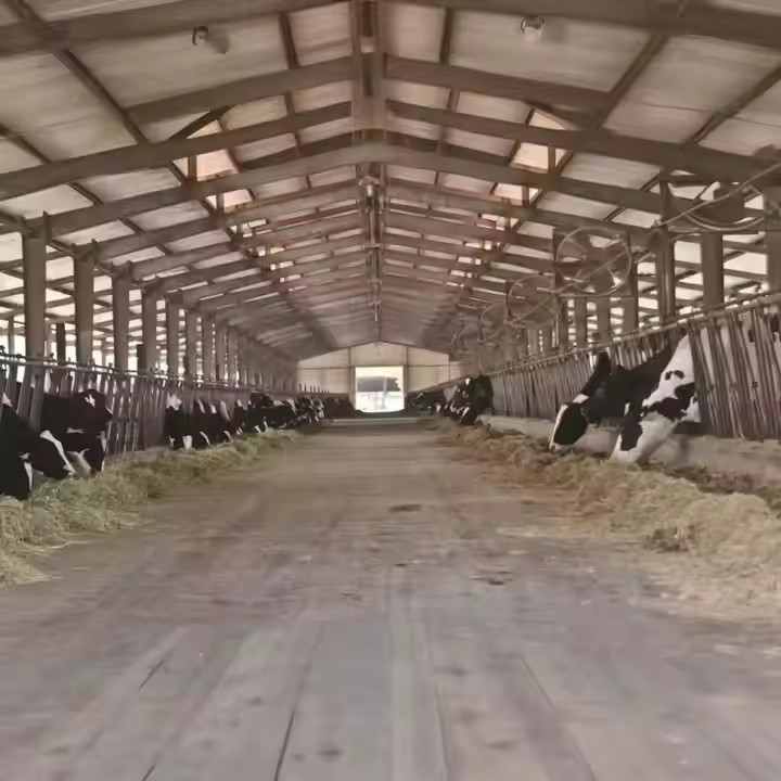 Anti Earthquake Steel Structure Cow Shed 7-28mm Web Width For Cattle Management
