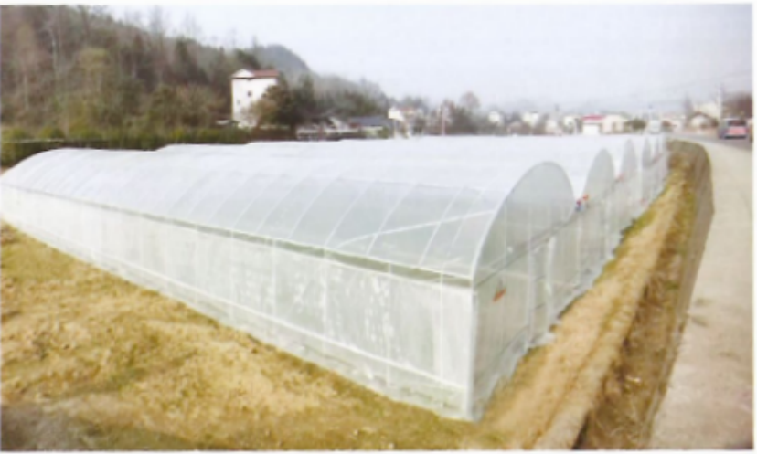 Multi‑Span Round‑Arch Poly Tunnel Greenhouse