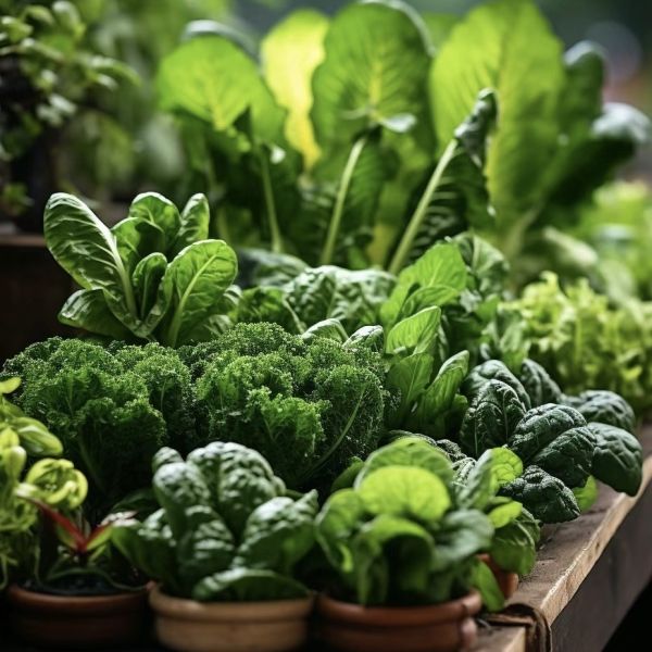 Большой стеклянный парниковый оазис экологически чистое решение для растений