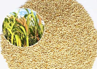 Mini Size Bird Food For Small Birds , White Millet Seed Premium Quality