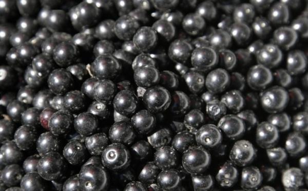 New Corp Top Quality Good Price IQF Frozen Black Currant Frozen Fruits
