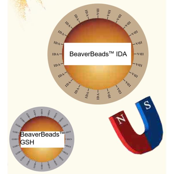 Rapport magnétique de volume du μm 10% de la purification 150 de protéine de
