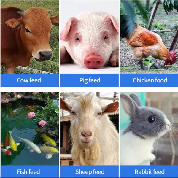 3.5mm Mini Poultry Feed Pellet Machine 100 à eficiência elevada de 150kg/H