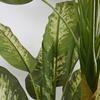 Artificial Golden Dieffenbachia Plant 43 Inch Tall Fake Tropical Lifelike Tree in Pot Silk Faux Dark Green Plant