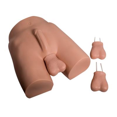 NSV Vasoligation Training Medical Models Environmental Friendly
