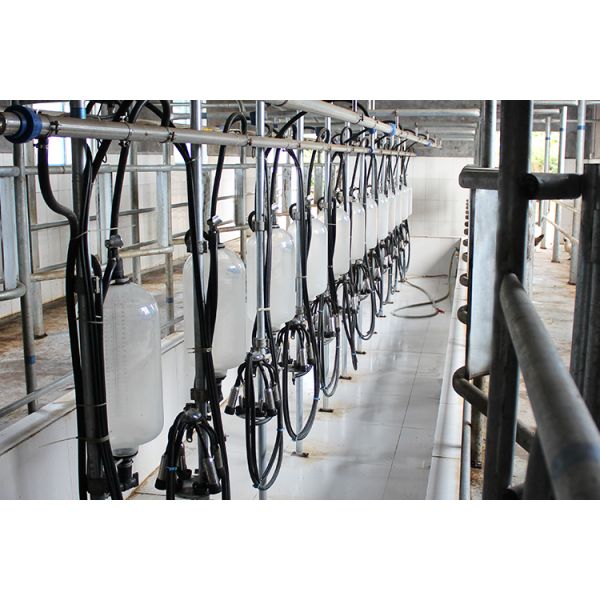 Big 110v 20 Stalls Herringbone Milk Parlor For Cow Milking