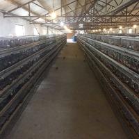 9.5mm Dia 2 Doors Quail Battery Cages , 1300 * 450 * 250mm Quail Egg Cage