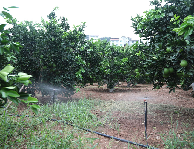 High Phosphorus NPK Compound Fertilizer Root Strength Early Growth Boost