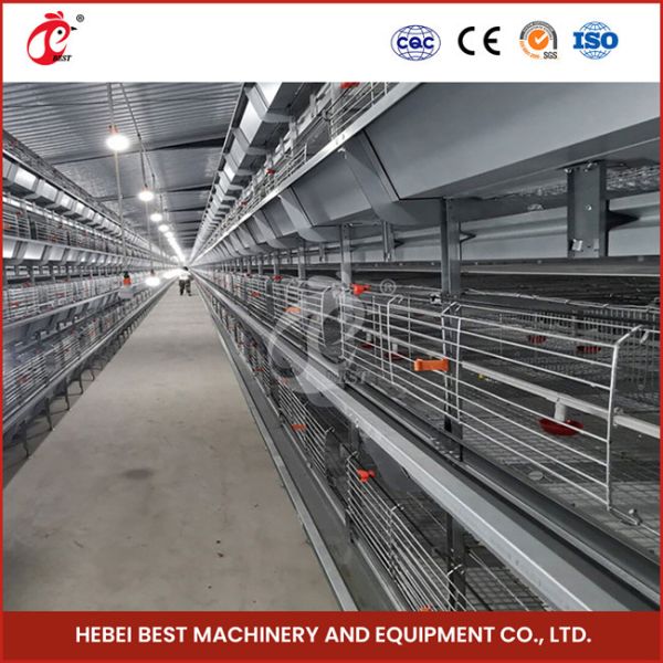 Poultry Farm Computer Control Automatic Chicken Cage Equipment Modern Sandy
