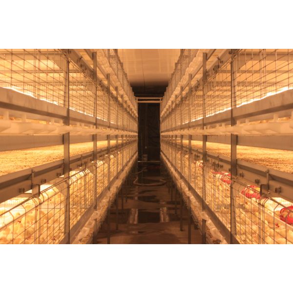 Cuadro de acero galvanizado, tornillos de casita de pollo, conexión, estructura de acero, corral de aves de corral