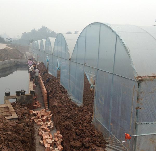 Multi Span Arch Plastic Film Greenhouse Tomato Strawberry Agricultural