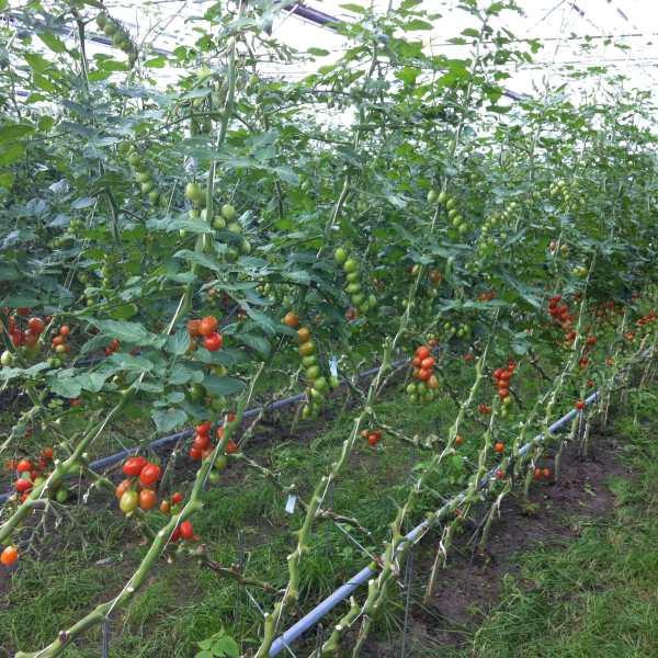 O tomate tratado UV do polipropileno da ráfia dos PP retorce 0.83g/M brancos verdes azuis