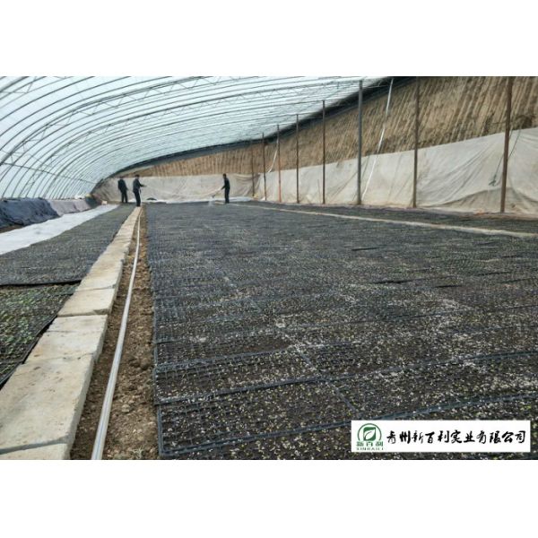 No Stain Organic Napa Cabbage Improve Digestion Supply For Wholesaler