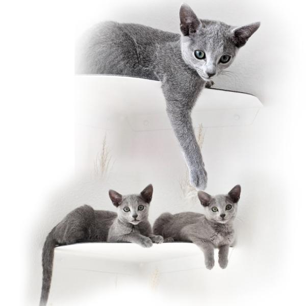 Prateleira de gato montada na parede Assento de quarto de gato de metal moderno com instalação pré-perfurada