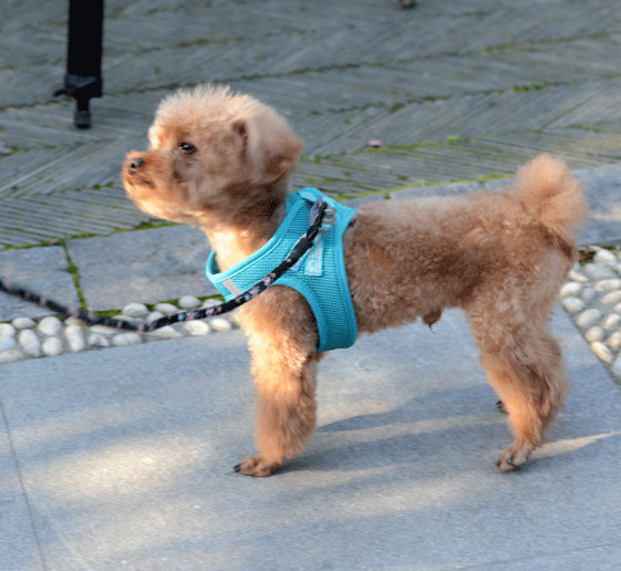 Небольшая проводка любимца нейлона котенка возлагает прогулку большого жирного жилета кота тревожности легкую