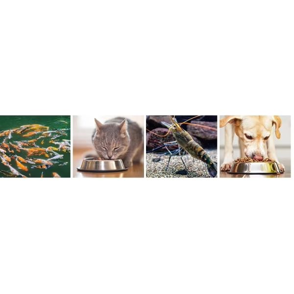 Portable Float Tilapia Dryer Sink Fish Feed Extruder China Granulator Pellet Mill Food Make Machine for Fish