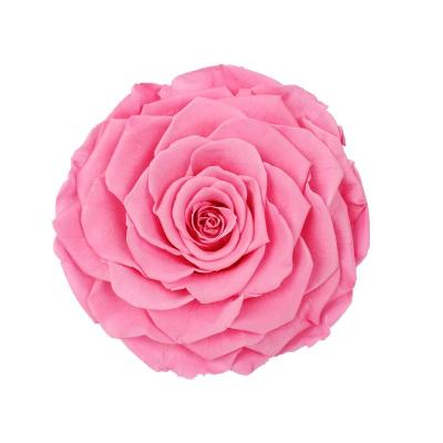 Rose Heads Maintain Natural Beauty preservada decorativa & cor por muito tempo