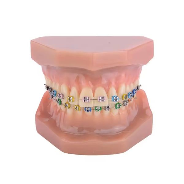 1Modèles de dents pour adultes pour la formation des étudiants en médecine dentaire