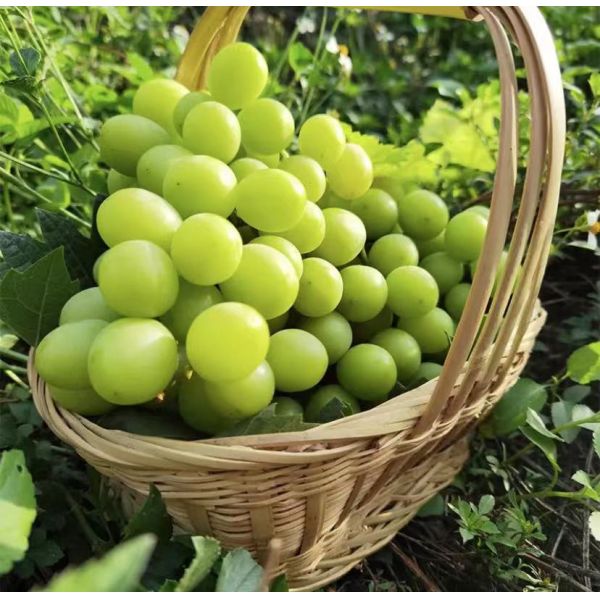 10% Magnesium 25% Amino Acid Elements Chelated Amino Acid Nitrogen 10%