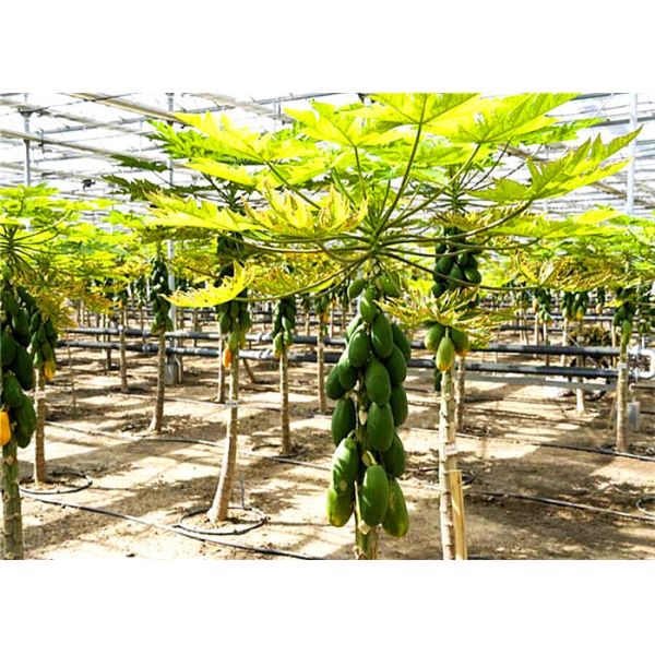 Waterproof Scientific Research Greenhouse Easily Assembled OEM / ODM Design