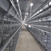 Enrichi 3-8 poussins de couche de Chick Cage For Day Old de bébé de rangées