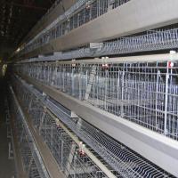 Soncap 128 oiseaux/a placé la cage de poulet de 4 couches pour les pondeuses 8436290000