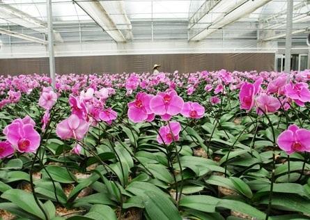 Flower Greenhouse