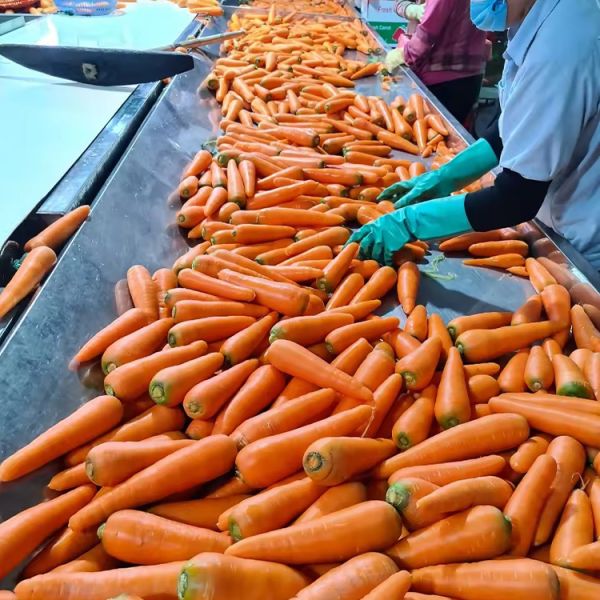 Organic Fresh Carrots Farm Grown Shandong Rich Vitamins Minerals Pure Natural Orange Red Top Grade Sweet Taste 2024 Crop China