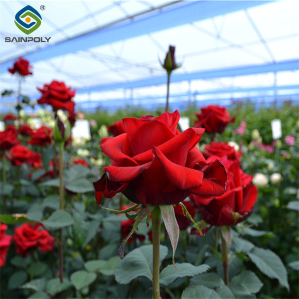 Low Maintenance Commercial Glass Greenhouse With Adjustable Roof Vents