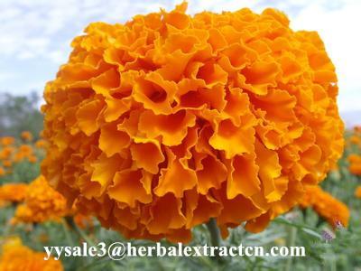 Marigold P.E ,  Lutein  10% 20% 80%  natural colorant , antioxidant, Chinese exporter, CAS NO.: 127-40-2, eyes protect