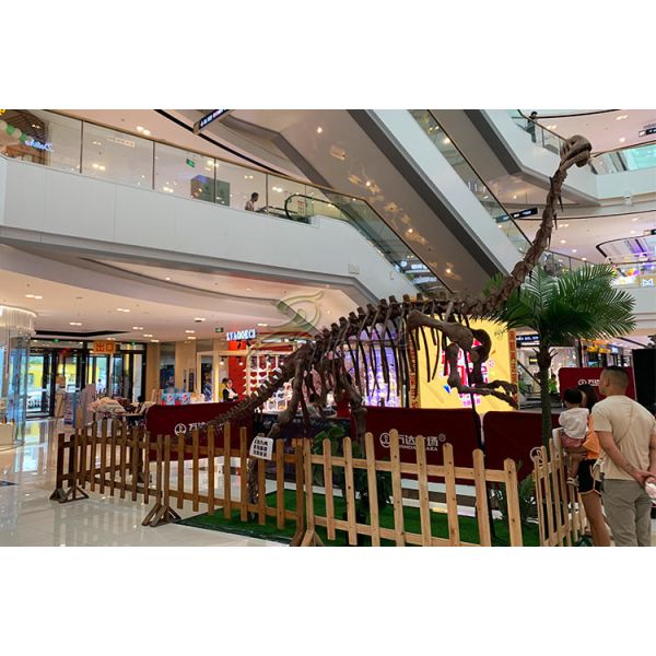 Indoor / Outdoor Exhibition Dinosaur Skeleton Bones Replicas With Steel Frame